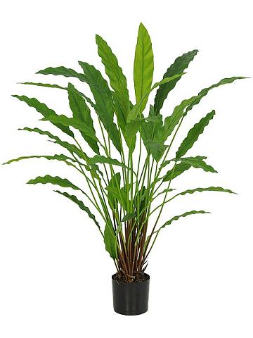 Калатея искусственная Калатея искусственная