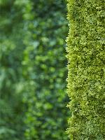 Панель из искусственного исландского мха L50 W50 см Панель из искусственного исландского мха L50 W50 см