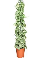 Сциндапсус Пиктус Треби H160 D27 см