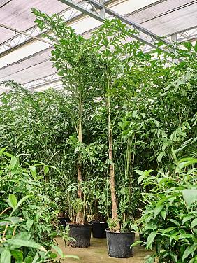 Кариота Митис мягкая Кариота Митис мягкая