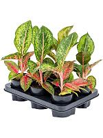 Аглаонема Парадайз Ред H30 D12 см