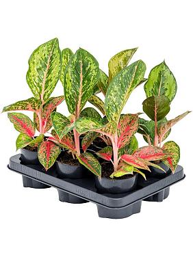 Аглаонема Парадайз Ред Аглаонема Парадайз Ред