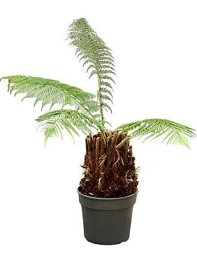 Диксония антарктическая Диксония антарктическая