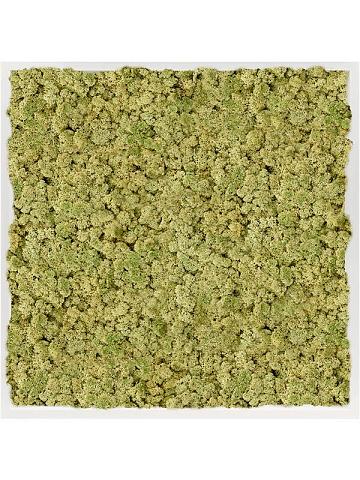 Картина из мха mdf ral 9010 satin gloss 100% reindeer moss (old green) Картина из мха mdf ral 9010 satin gloss 100% reindeer moss (old green)