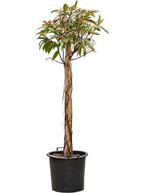 Фикус Бенедикта Амстел Кинг