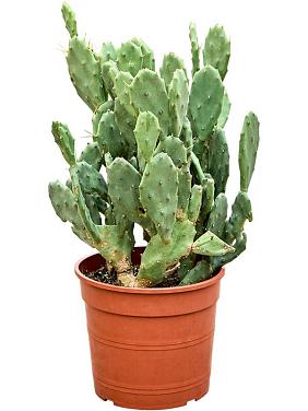 Опунция Полурукая Опунция Полурукая