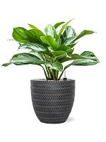 Аглаонема Сильвер Бей H50 D19 см