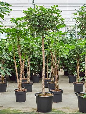 Шеффлера Компакта Шеффлера Компакта