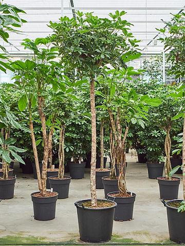 Шеффлера Компакта Шеффлера Компакта