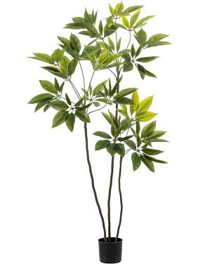 Шеффлера искусственная