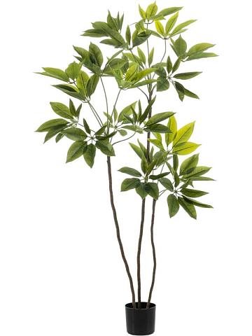 Шеффлера искусственная