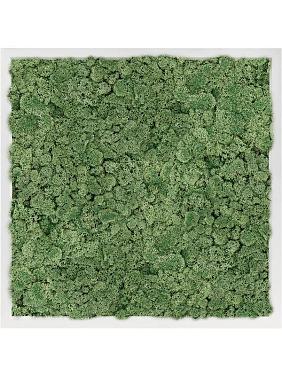 Картина из мха mdf ral 9010 satin gloss 100% reindeer moss (moss green) Картина из мха mdf ral 9010 satin gloss 100% reindeer moss (moss green)