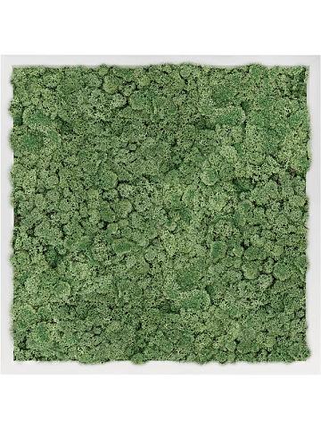 Картина из мха mdf ral 9010 satin gloss 100% reindeer moss (moss green) Картина из мха mdf ral 9010 satin gloss 100% reindeer moss (moss green)