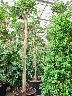 Фикус Лирата Фикус Лирата