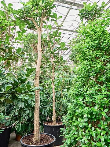 Фикус Лирата