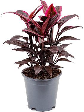 Кордилина Фрутикоза Мамбо Кордилина Фрутикоза Мамбо