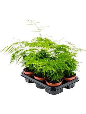 Аспарагус перистый Плюмозус Аспарагус перистый Плюмозус