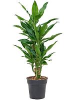 Драцена Фрагранс Бурунди разветвленная H90 D19 см