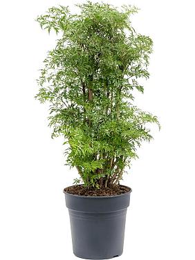 Полисциас Минг Полисциас Минг