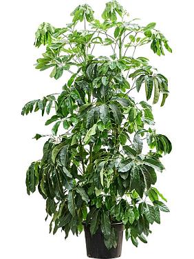 Шеффлера Амате Шеффлера Амате