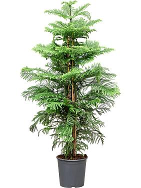 Араукария разнолистная Хетерофилла Араукария разнолистная Хетерофилла