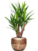 Юкка Слоновая разветвленная H110 D27 см