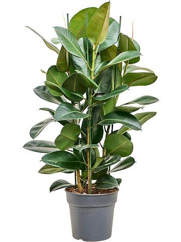 Фикус Эластика Робуста Фикус Эластика Робуста