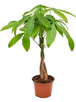 Пахира Акватика переплетенная H45 D12 см