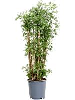 Полисциас Минг H90 D27 см