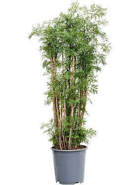 Полисциас Минг Полисциас Минг