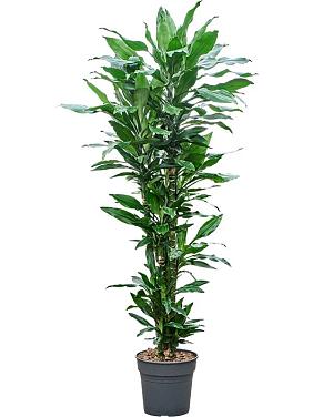 Драцена Фрагранс Бурунди разветвленная Драцена Фрагранс Бурунди разветвленная