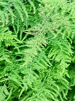 Аспарагус перистый Плюмозус H125 D27 см