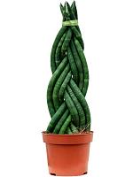 Сансевиерия Цилиндрика коса H40 D12 см