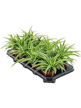 Хлорофитум Оушен хохлатый Хлорофитум Оушен хохлатый