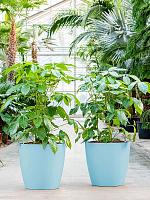 Кашпо Baq ecoline phoenix regular couple D20 H17 см