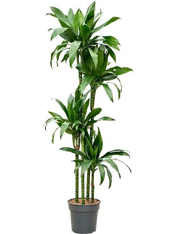 Драцена Фрагранс Джанет Крейг 4 ствола