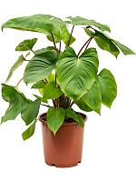 Хомаломена Рубесценс Мэгги H75 D24 см Хомаломена Рубесценс Мэгги H75 D24 см