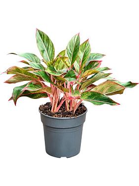 Аглаонема Сиам Ред