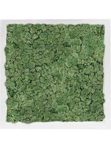 Картина из мха mdf ral 9010 satin gloss 100% reindeer moss (moss green) Картина из мха mdf ral 9010 satin gloss 100% reindeer moss (moss green)