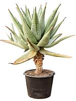 Алоэ Марлота H175 D60 см