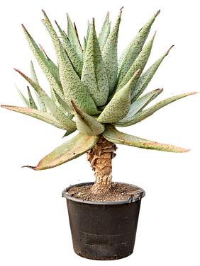 Алоэ Марлота