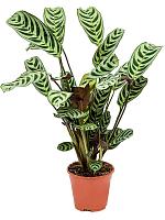 Ктенанта Бурле-Марксии Амабилис H40 D14 см