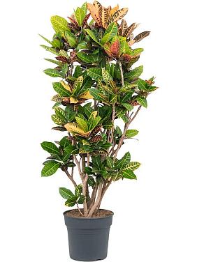 Кротон (Кодиеум) Петра Кротон (Кодиеум) Петра