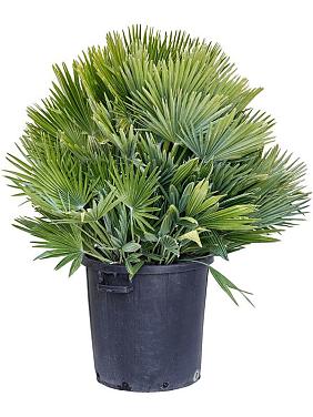 Хамеропс приземистый Вулкан Хамеропс приземистый Вулкан