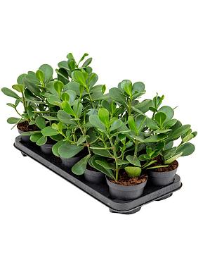 Клузия Росеа Грин Мэджик Клузия Росеа Грин Мэджик