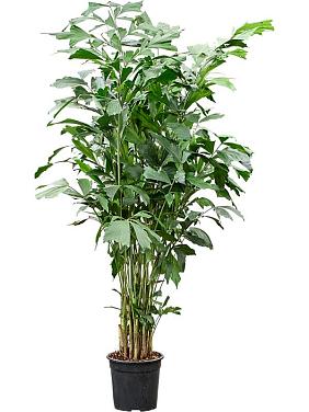 Кариота Митис мягкая Кариота Митис мягкая