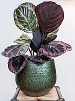 Кашпо Noor pot velvet green D23 H20 см Кашпо Noor pot velvet green D23 H20 см