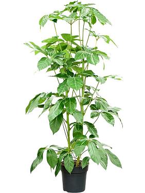 Шеффлера Амате 2 ствола Шеффлера Амате 2 ствола