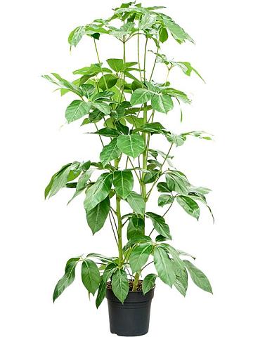 Шеффлера Амате 2 ствола Шеффлера Амате 2 ствола