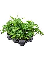 Монстера Обликва H35 D12 см